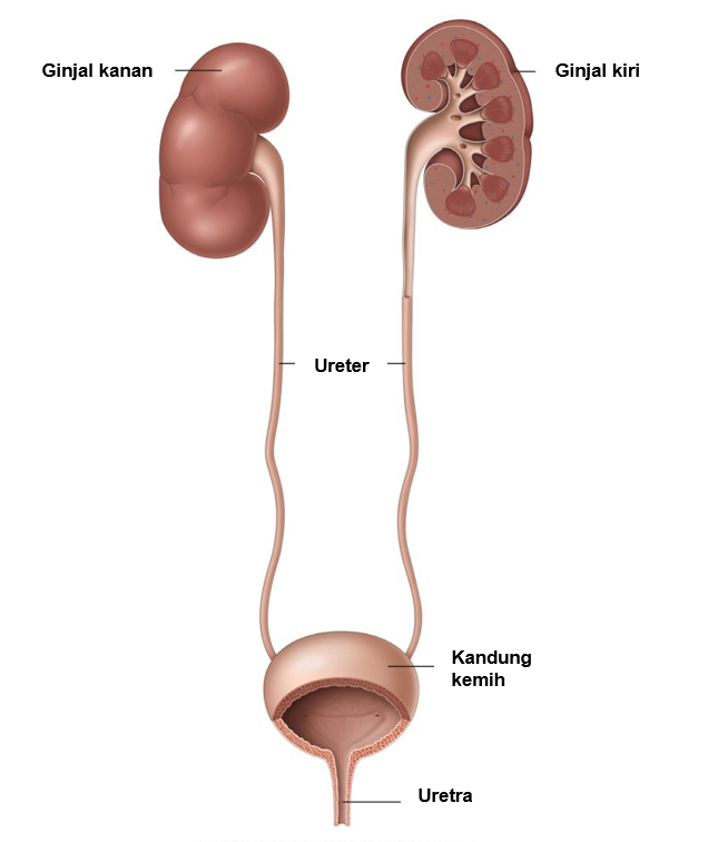 Saluran kemih bagian dalam yang mengalirkan air kencing dari ginjal ke kandung kemih tts
